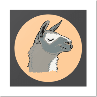 Cute muzzle of a gray llama Posters and Art